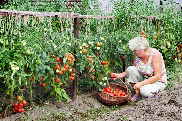 PunjabKesari Vastu Tips for Home Garden